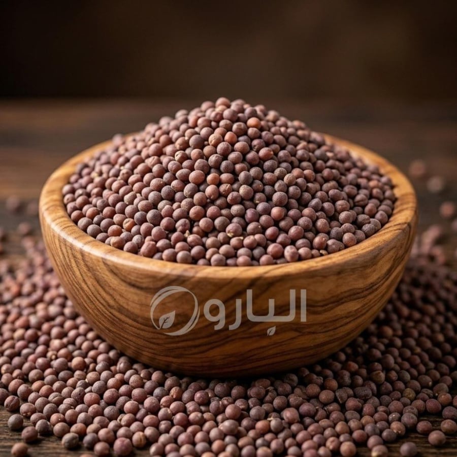 بذر الفجل