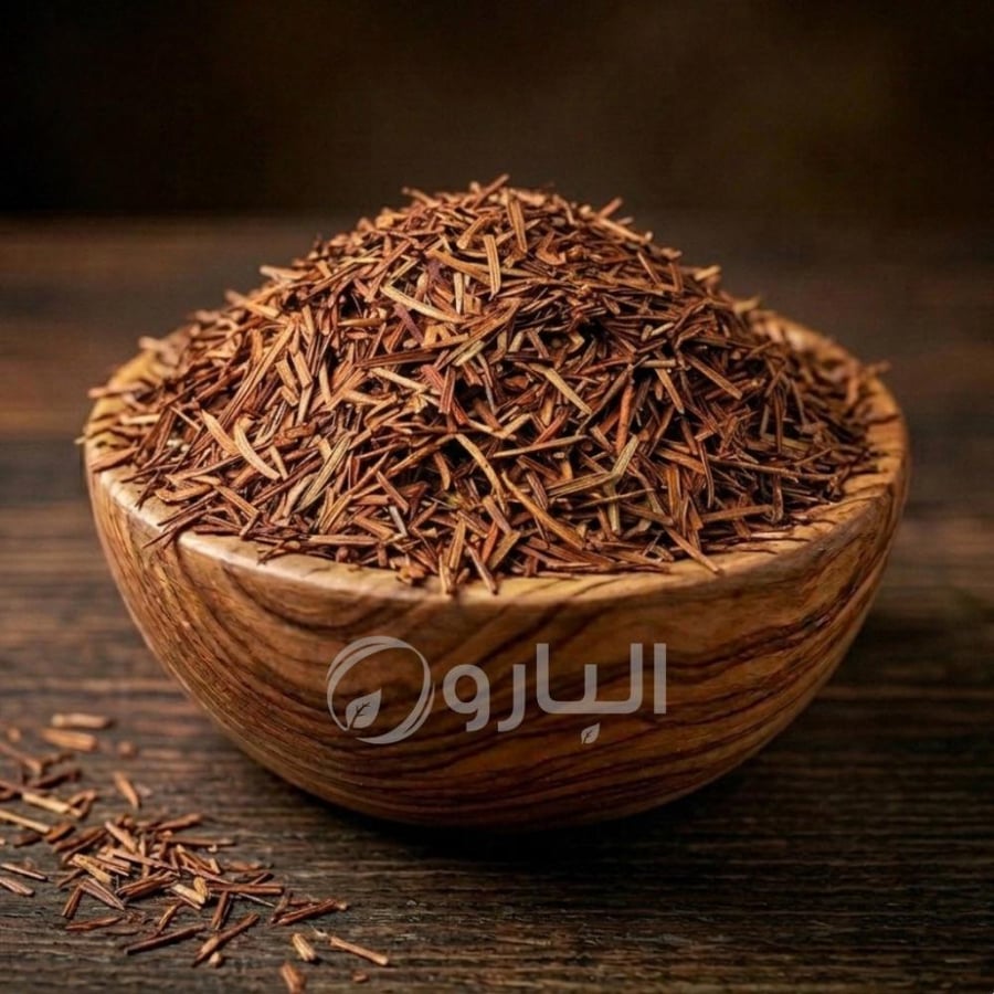رجل الاسد