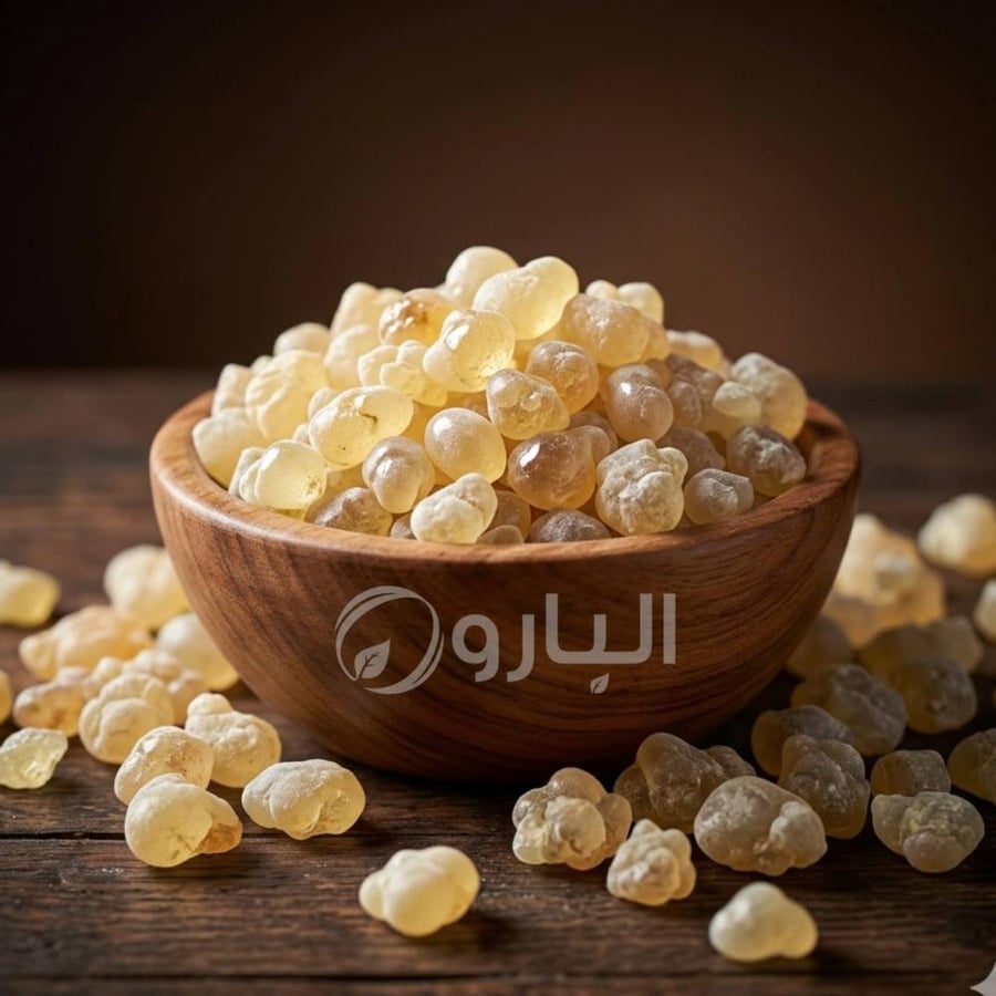 لبان سن درجة اولى