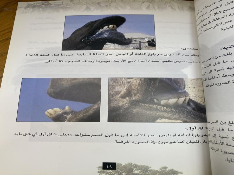 مزاين الابل