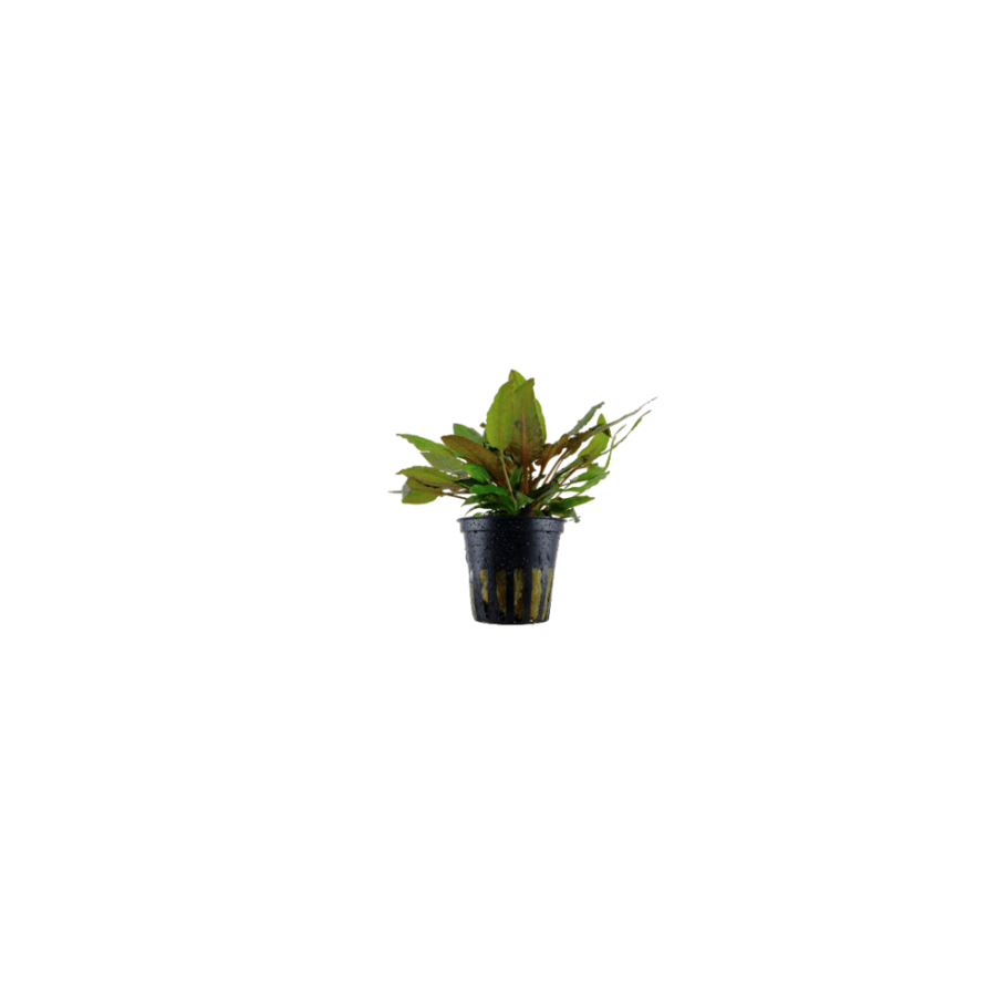 Cryptocoryne wendtii