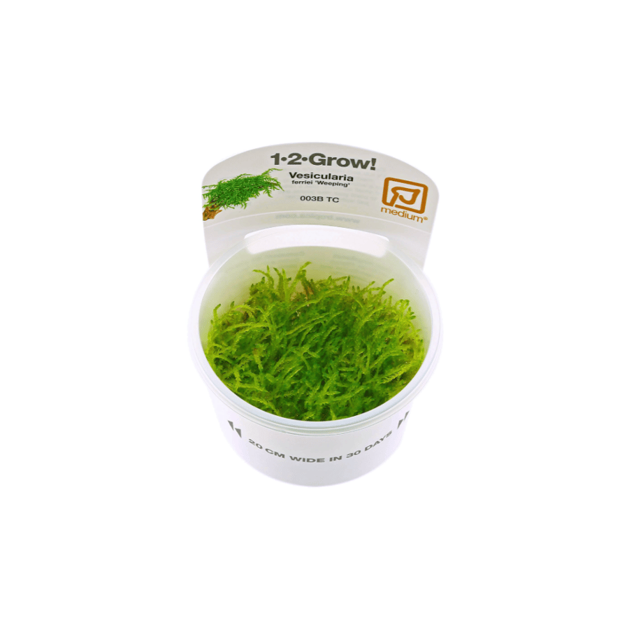 vesicularia ferriei weeping moss
