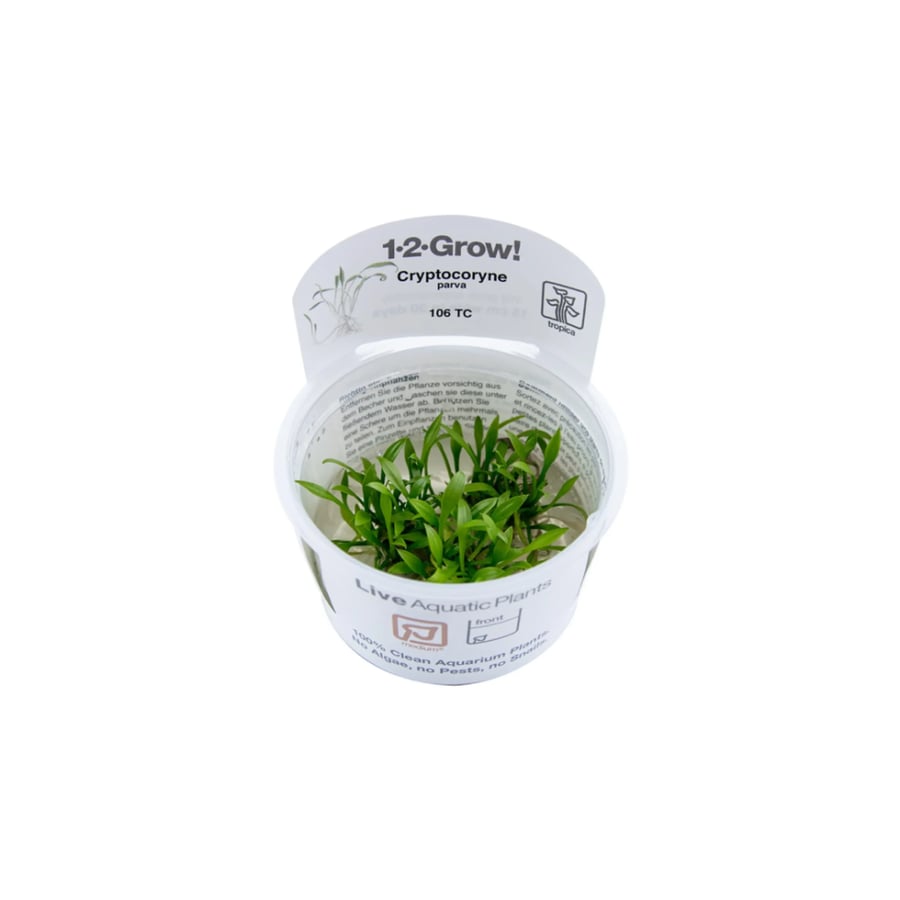 Cryptocoryne parva