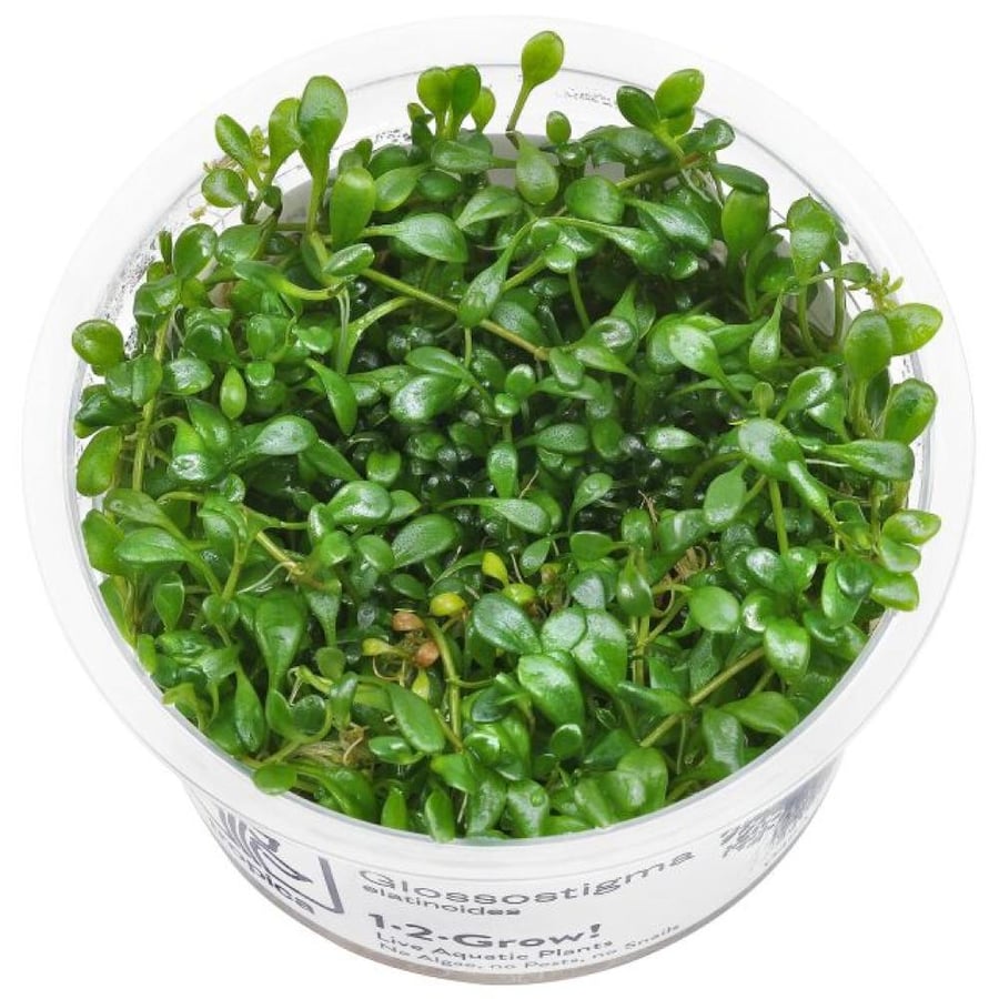 Glossostigma Elatinoides