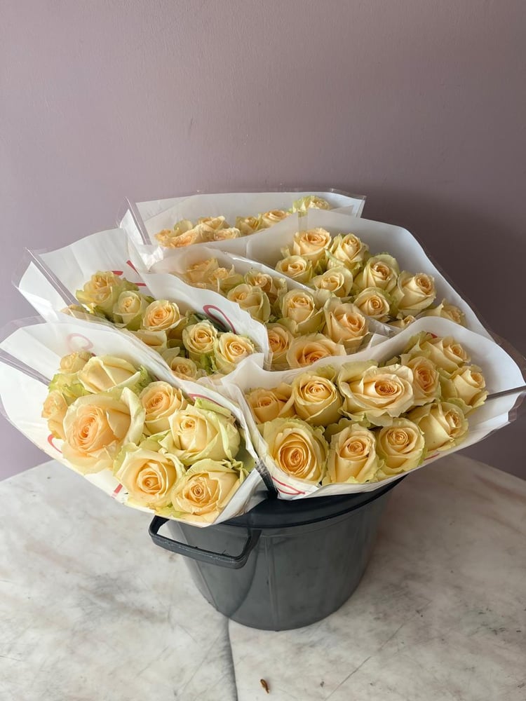 روز خربزي  Rose petch