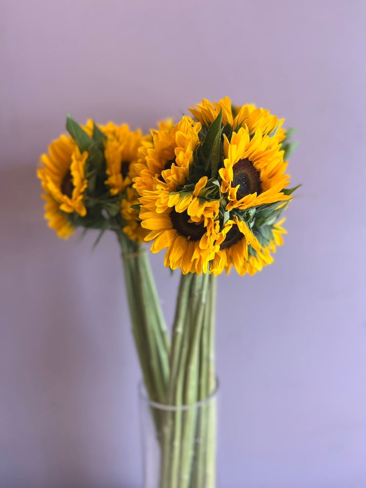 دوار الشمس - Sun Flower