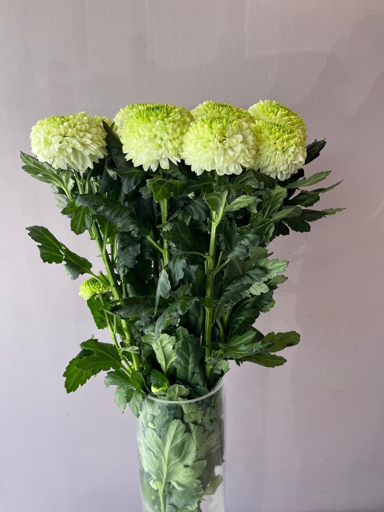 كريسنتوم ديكو - Chrysanthemum  Deco