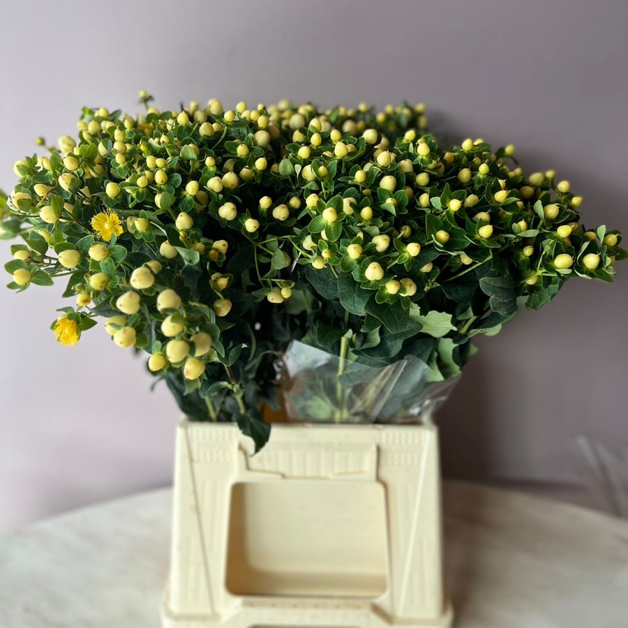 هبركم ابيض-Hypericum Whiet Snow