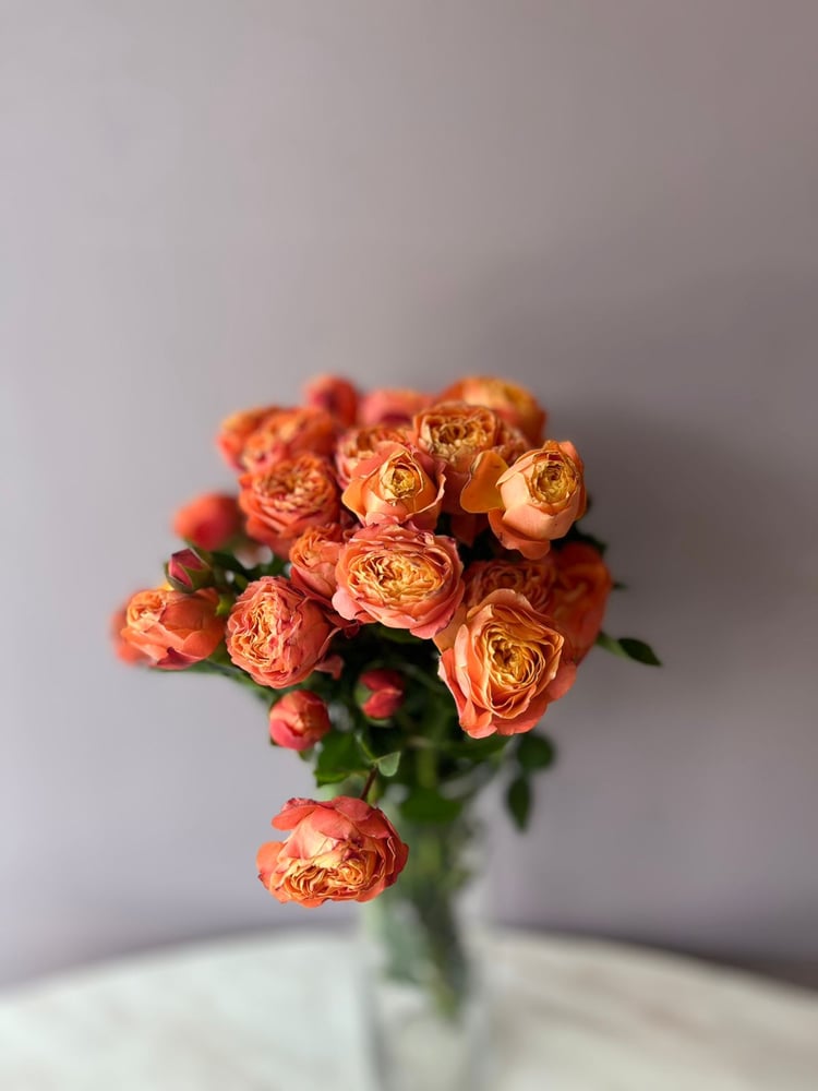 سبراي روز جاردن- Garden Spray Rose Trendsetter