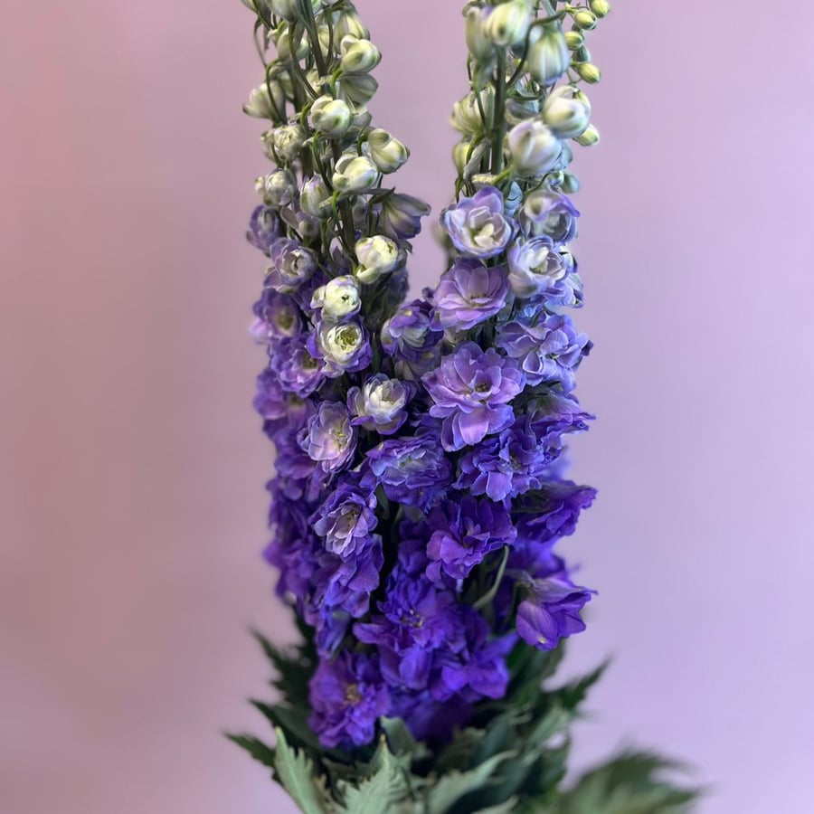 دلفنيوم موف غامق - Delphinium dark Purple