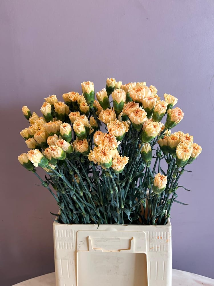 كورنيشن خربزي - Carnation