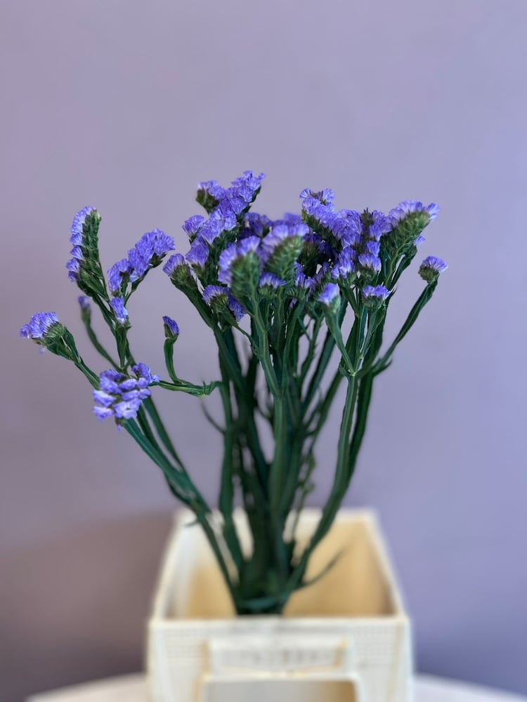 ستاتس موف - Statuses dark Purple