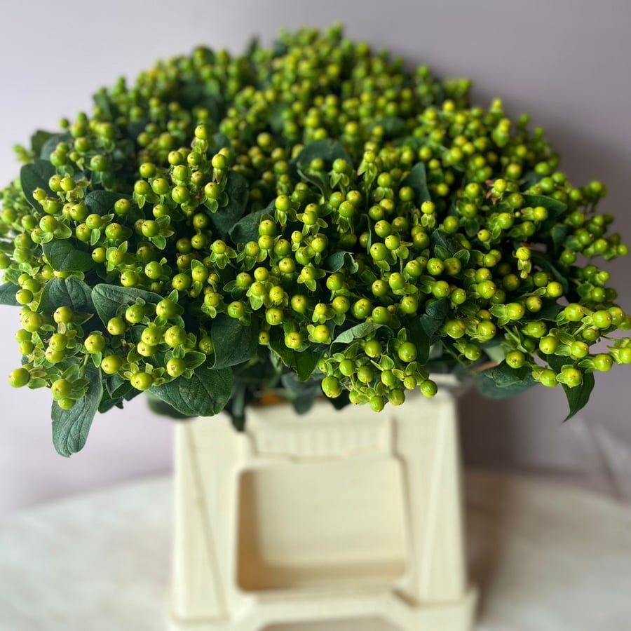 هبركم اخضر - Hypericum Magical Green