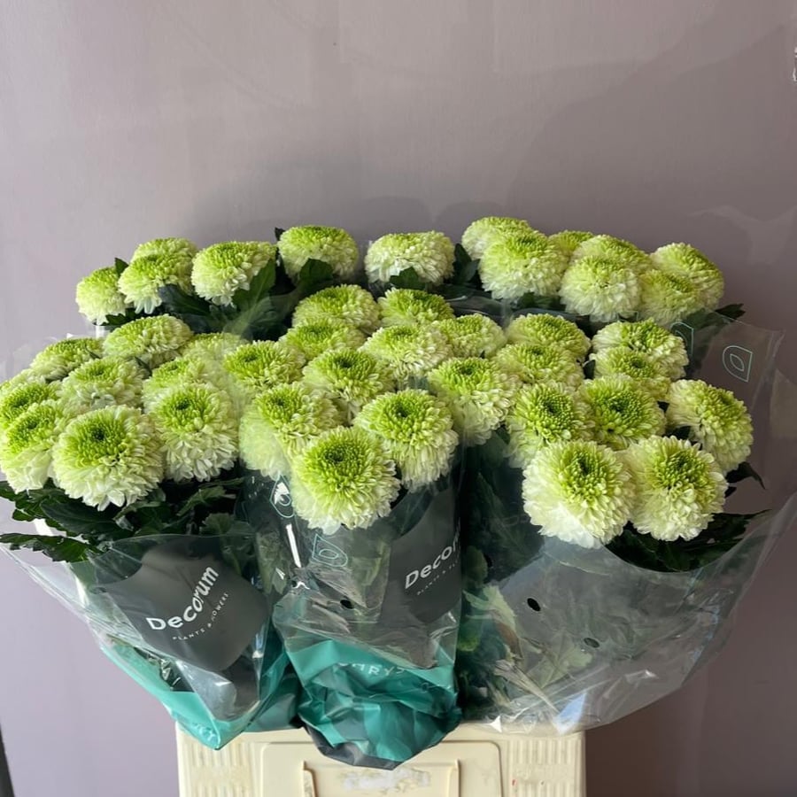 كريسنتوم ديكو - Chrysanthemum  Deco