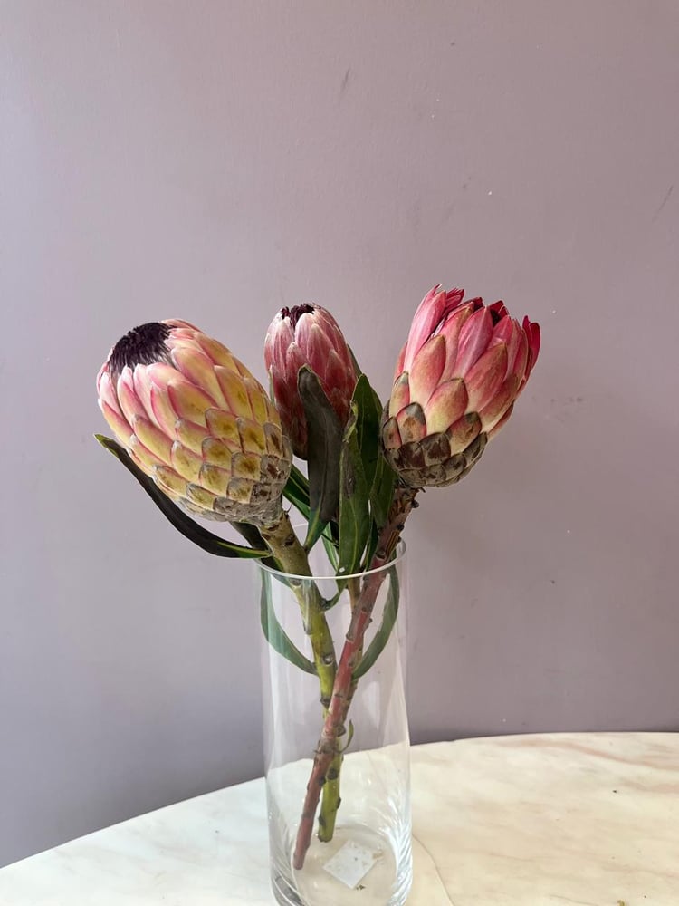 بروتيا - Protea