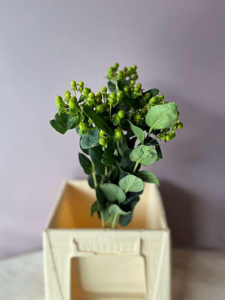 هبركم اخضر - Hypericum Magical Green