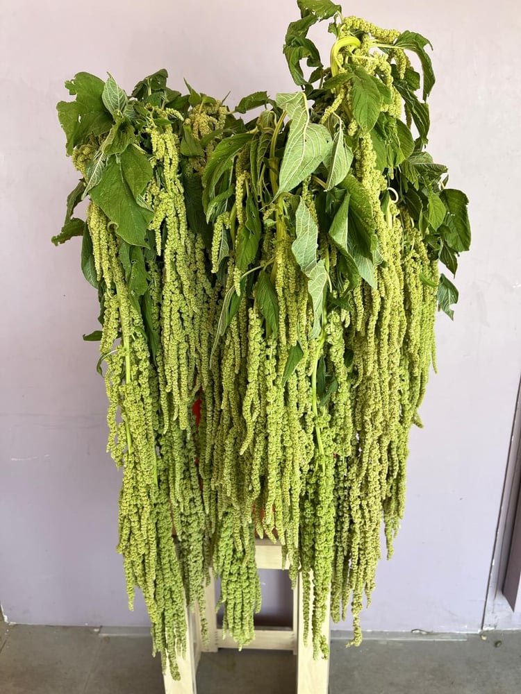 امارنثوس  اخضر - AMARANTHUS green
