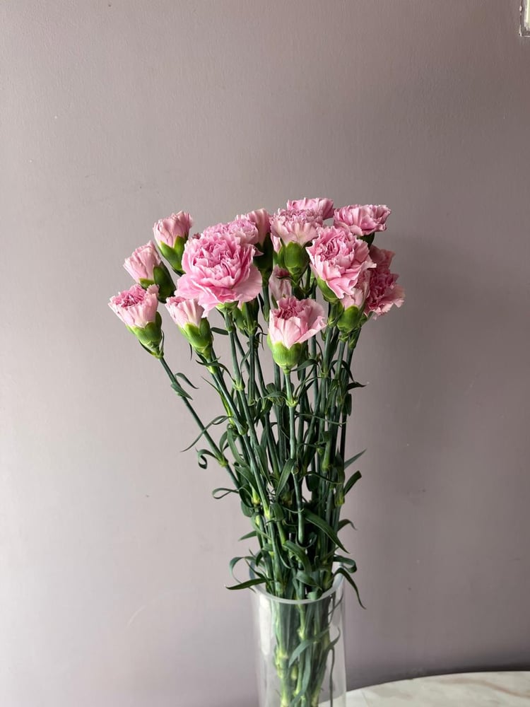 كورنيشن زهري - Carnation pink