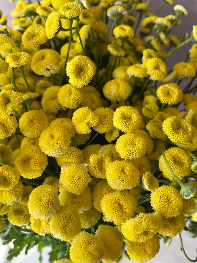 كريسنتوم -Chrysanthemum Holland