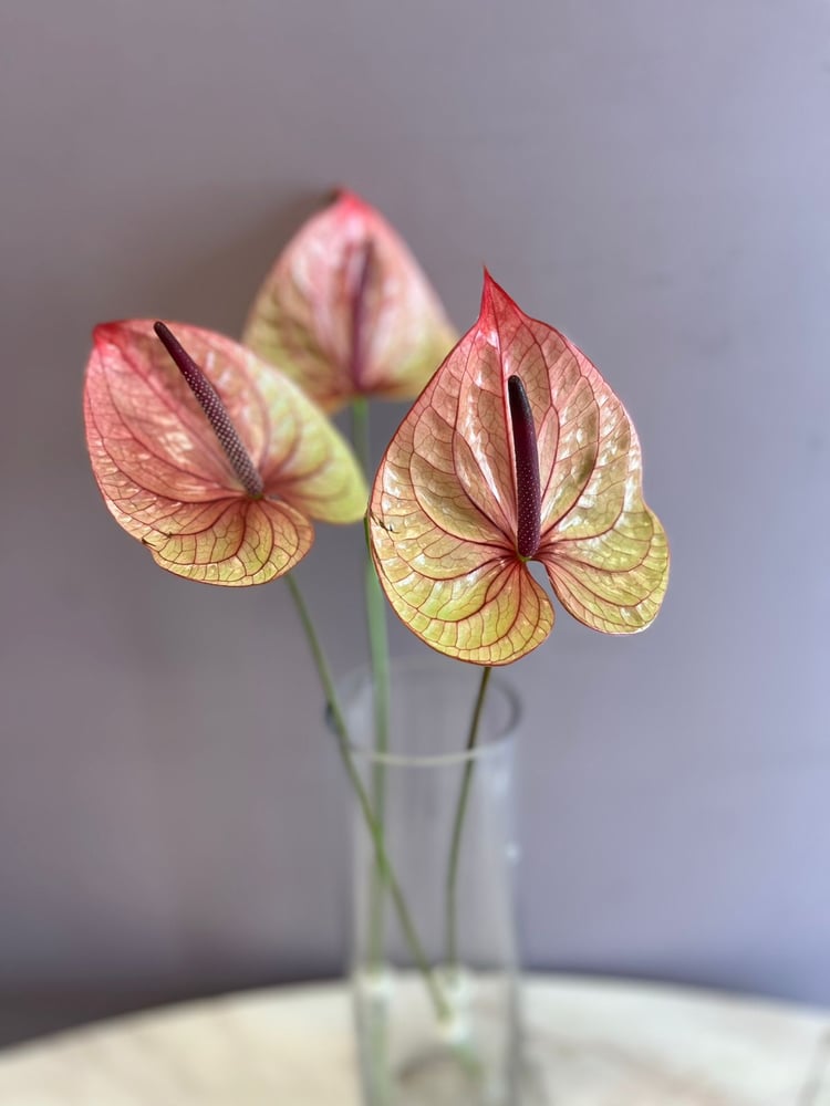 انتوريوم  -Anthurium