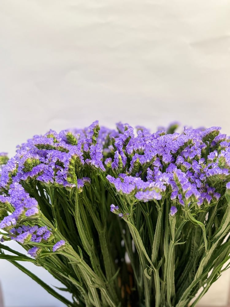 ستاتس موف - Statuses dark Purple