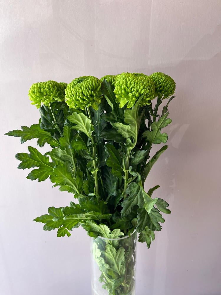 كريسنتوم ديكو - Chrysanthemum  Deco