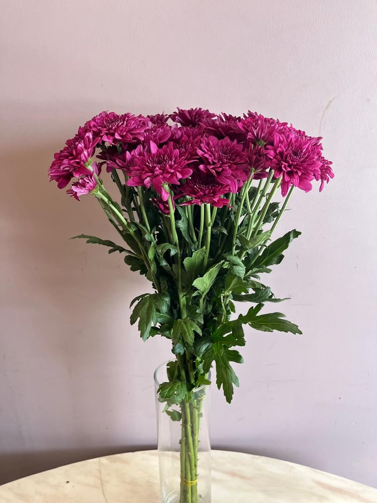 كريسنتوم  موف - Chrysanthemum  Single