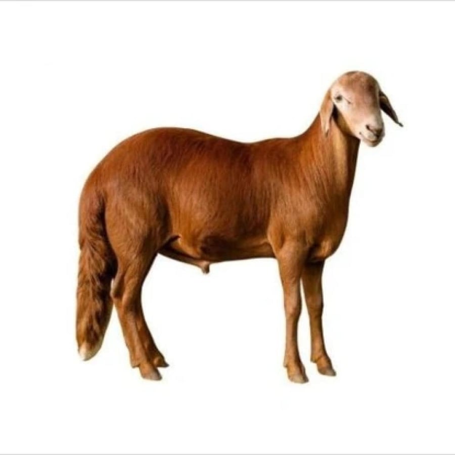سواكني(صغير)