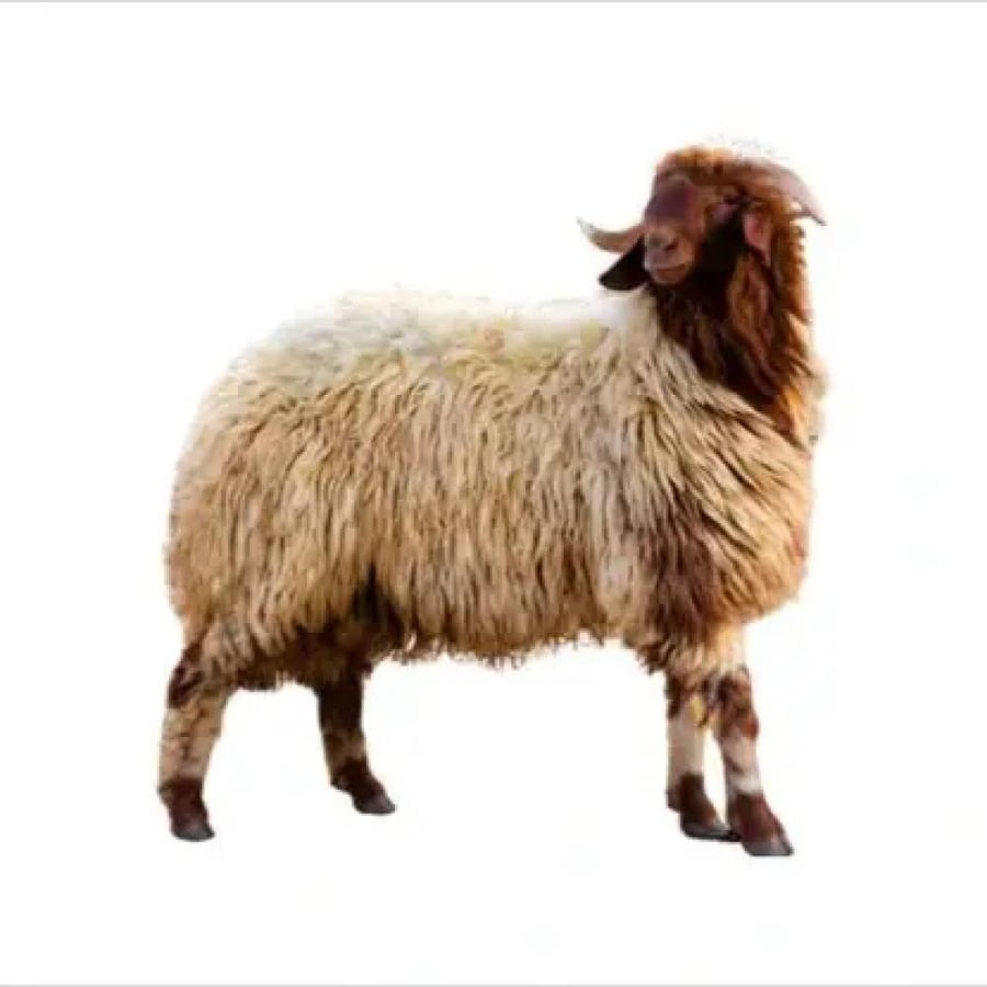 نعيمي(صغير)