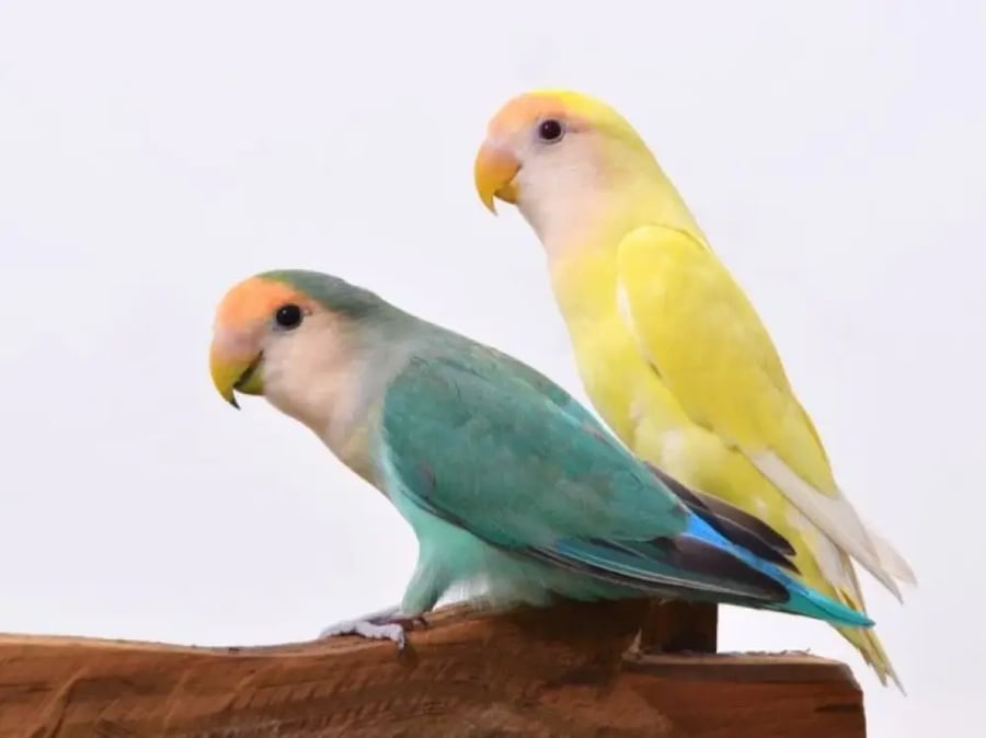 روز اليف