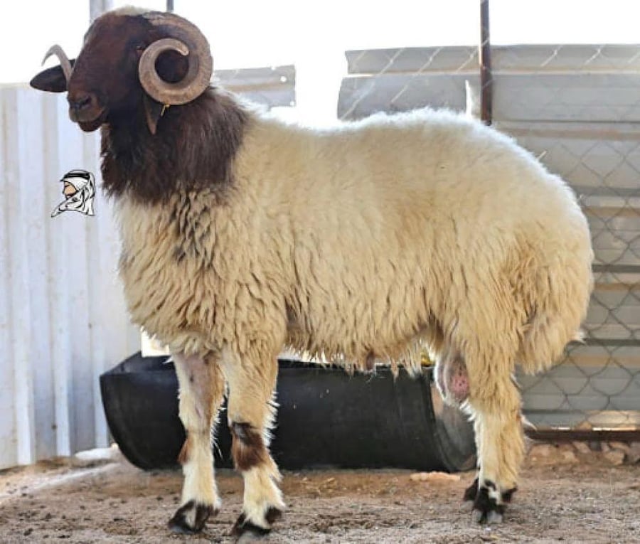 خروف نعيمي