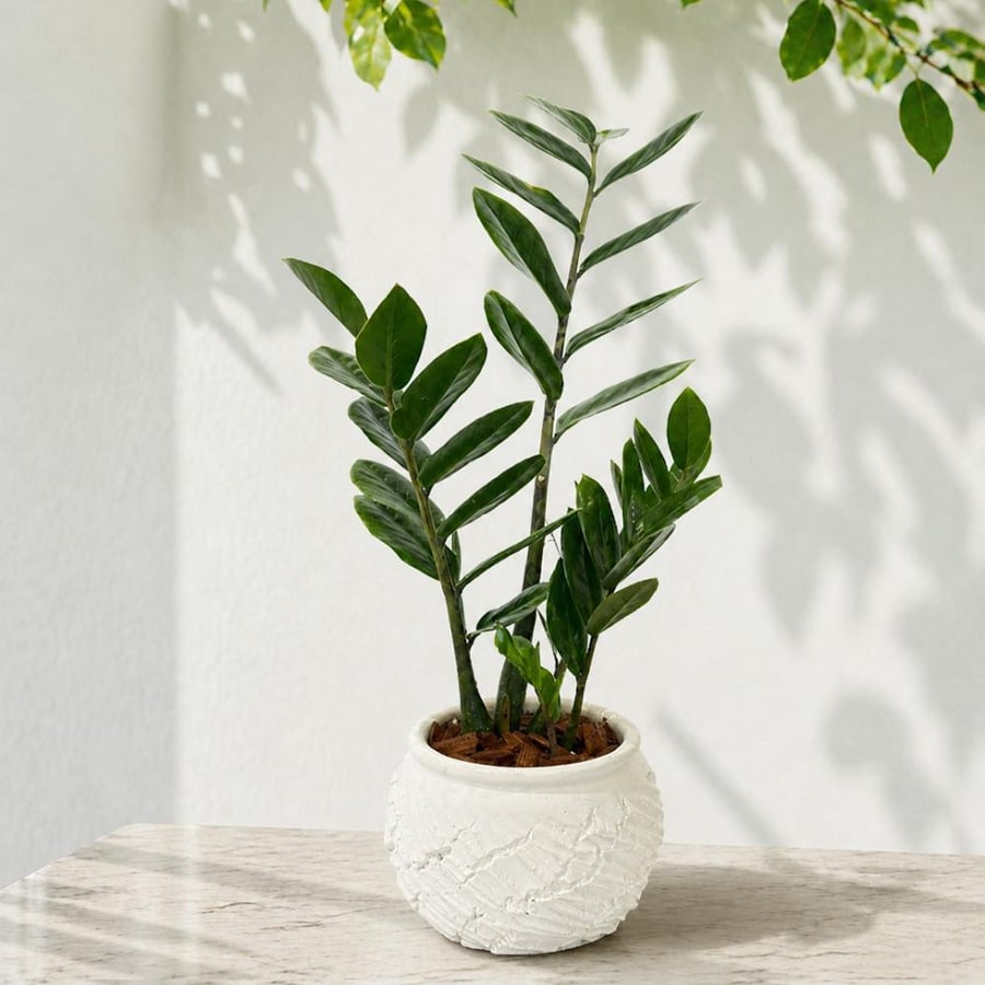 نبتة الزاميا في اصيص ابيض مميز