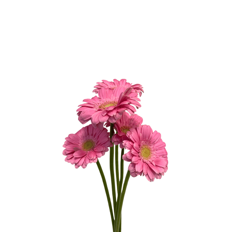 Pink Gerbera - 5 branches