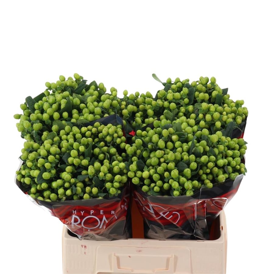 Green Hypericum - 10 stems