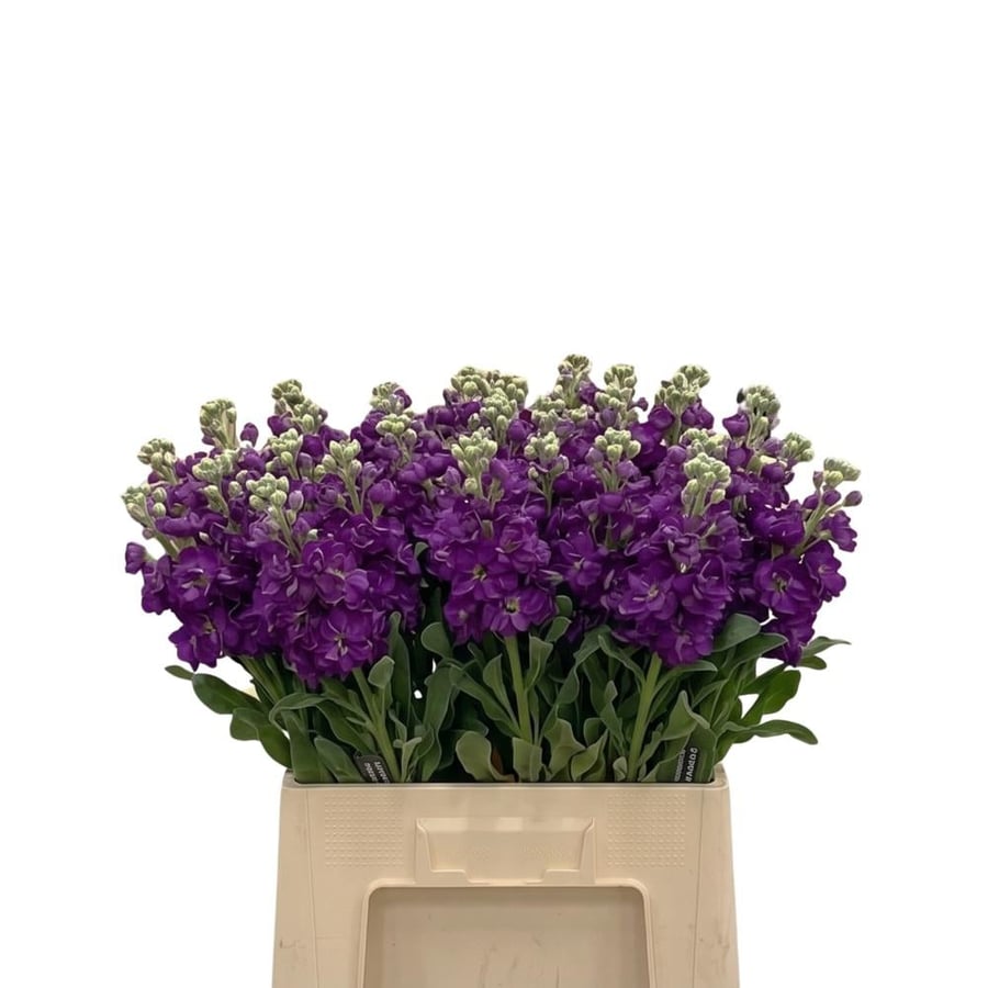 Natural purple Matyola rose (scattered) - bundle of 10 branches, 50-60 cm long