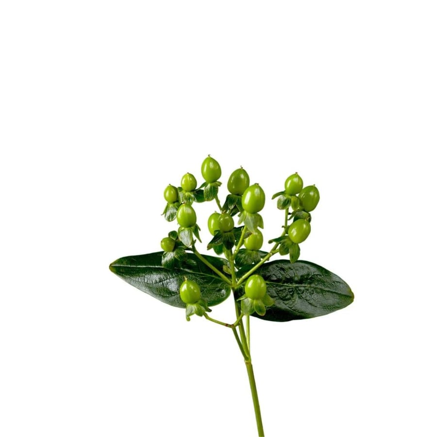 Green Hypericum - 10 stems