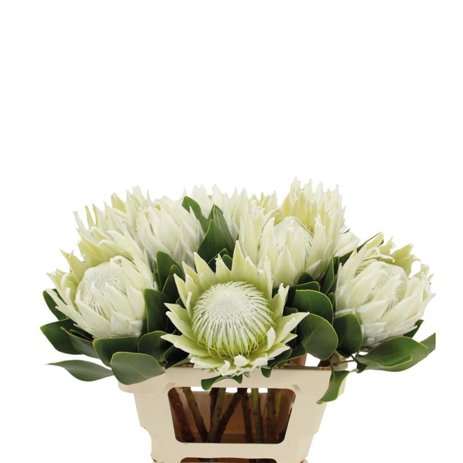 Pink Protea - one stem