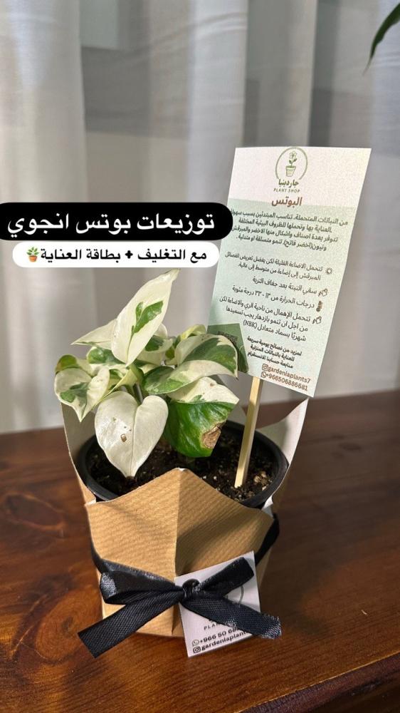 مقاس 6 سم توزيعات مع تغليف
