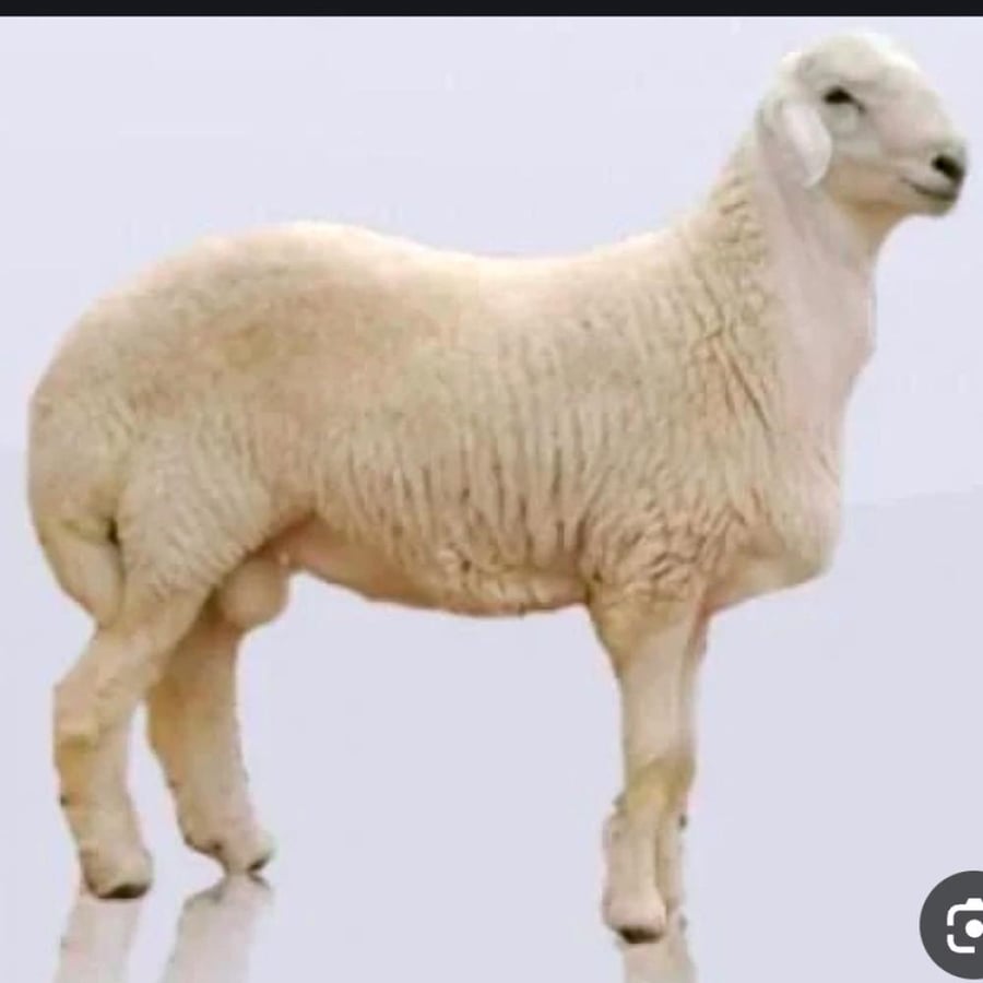 خروف حري بلدي وسط