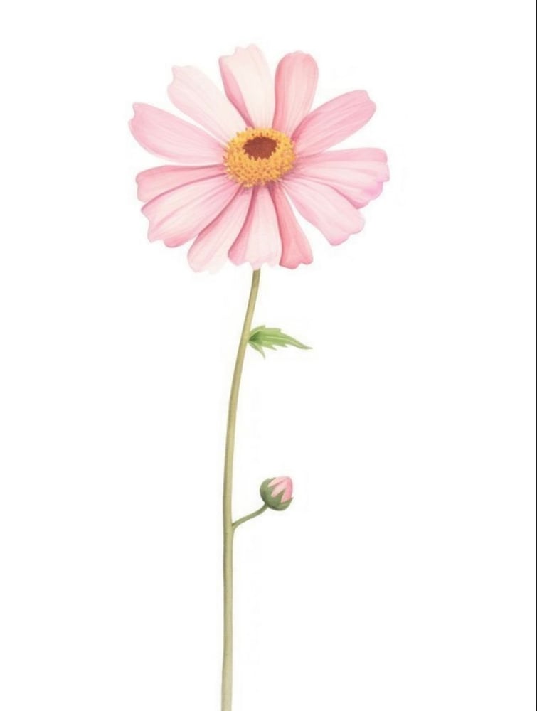 Blush Daisy – Medium Size
