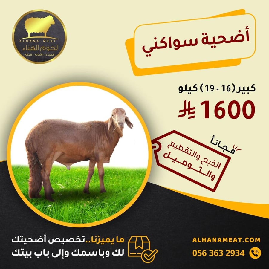 أضحية سواكني كبير