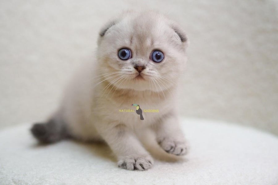 Scottish fold male