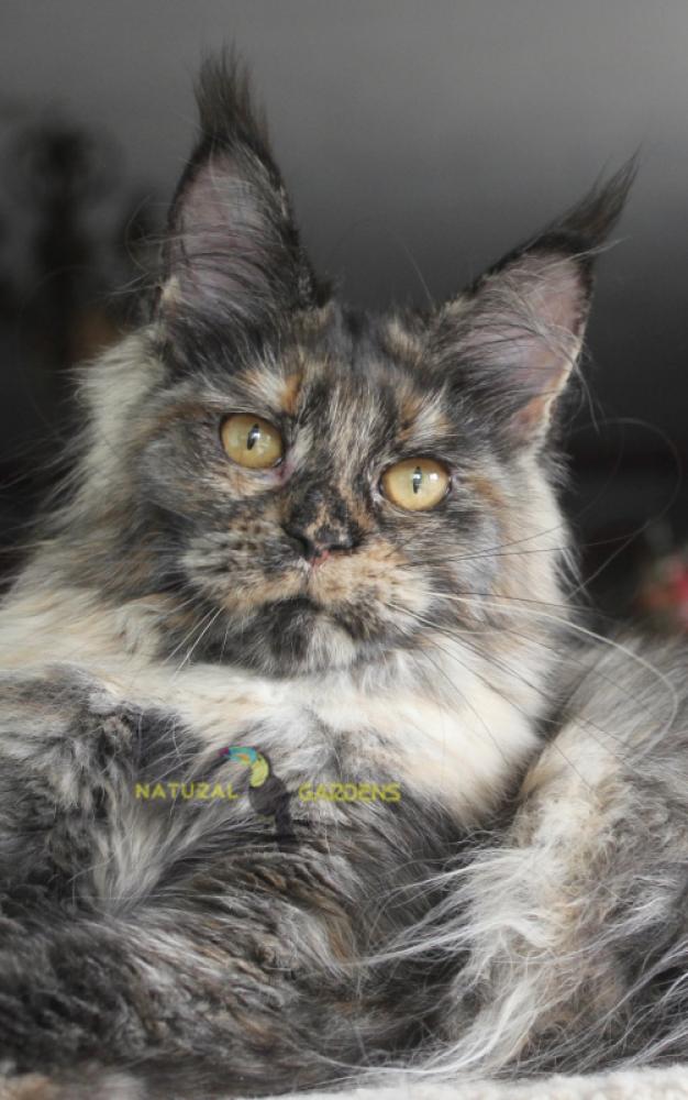 maine coon