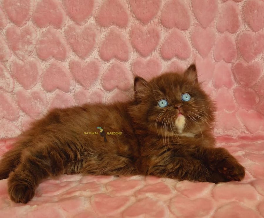 british cinnamon