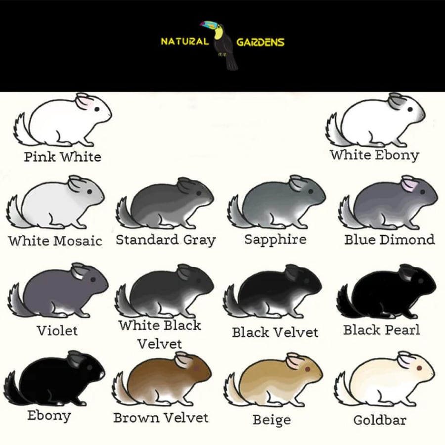 Chinchilla Standard Grey