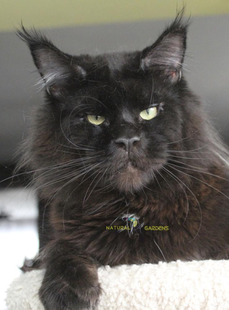 maine coon black smokey