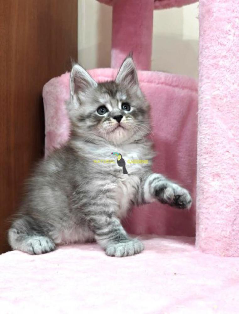 maine coon polydactyl