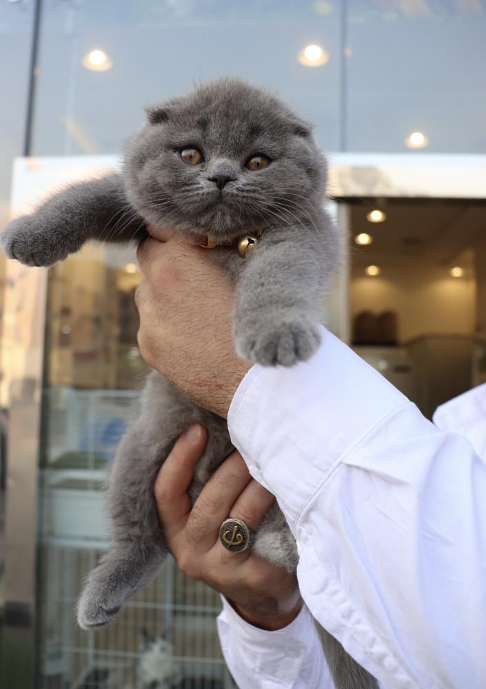 scottish fold for sale