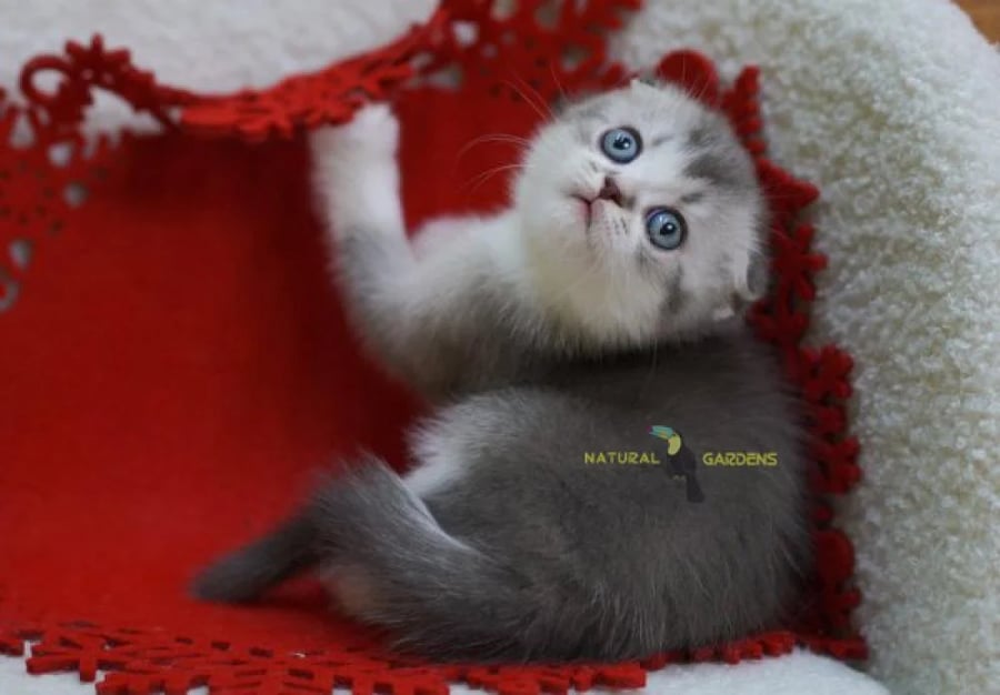 Scottish fold male