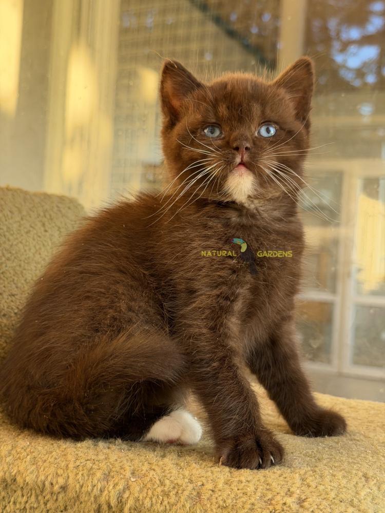 British shorthair blue eyes female